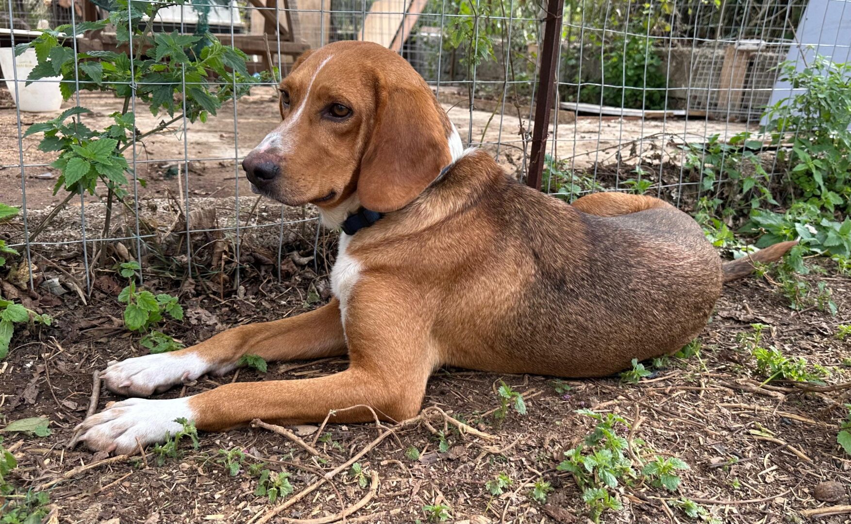 Bou Zorro Dogsavior Jul25 3