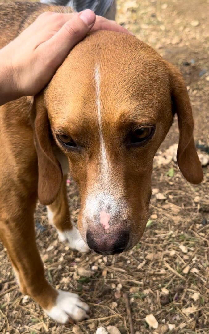 Bou Zorro Dogsavior Jul25 4