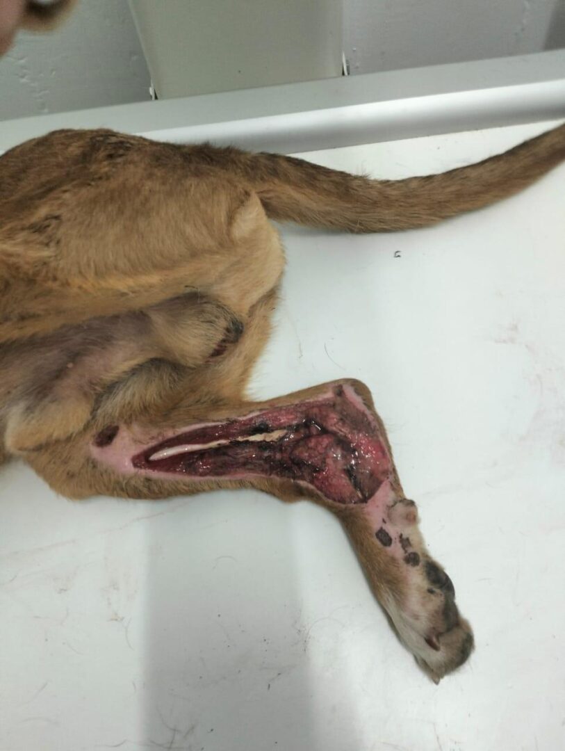 Bou Zorro Dogsavior Jul25 6