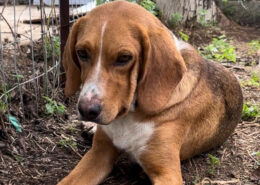 Bou Zorro Dogsavior Jul25 Beitragsbild