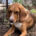 Bou Zorro Dogsavior Jul25 Beitragsbild