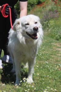 Weißer Hund an roter Leine auf einer Wiese mit Blumen.