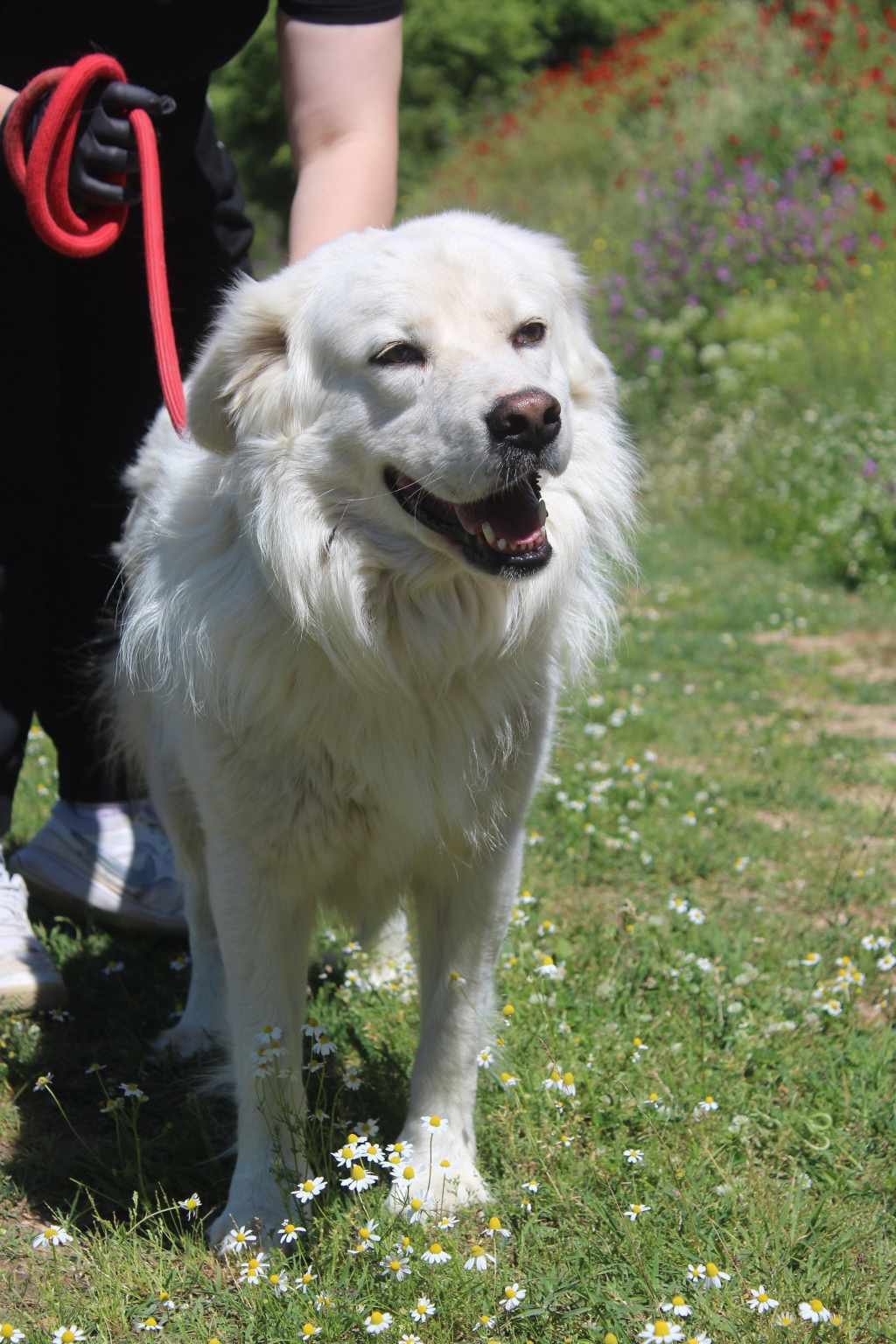 Dias Zorro Dogsavior Jun25 1