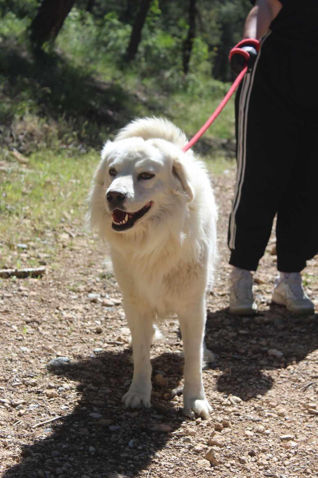 Dias Zorro Dogsavior Jun25 4