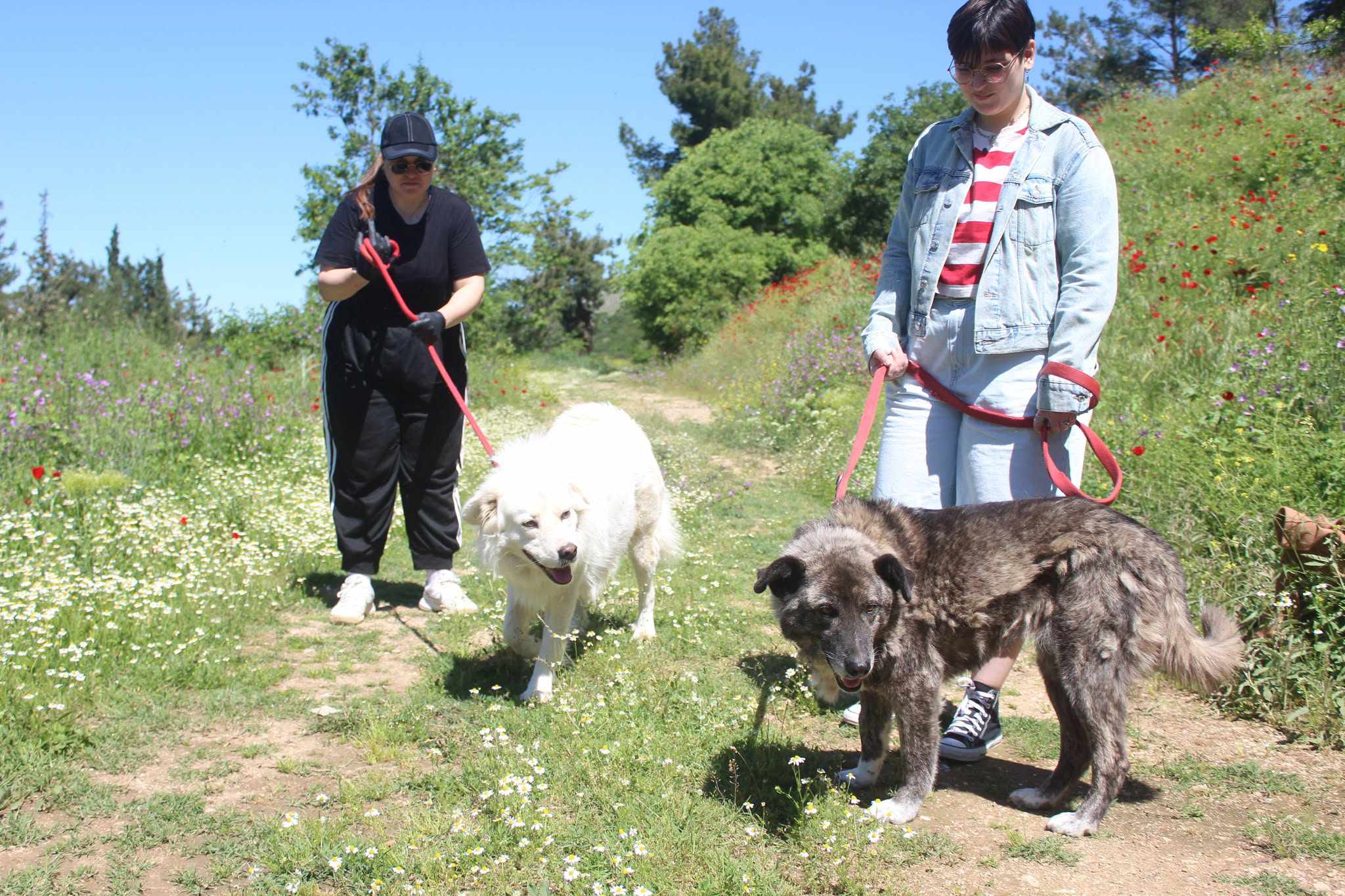 Dias Zorro Dogsavior Jun25 5