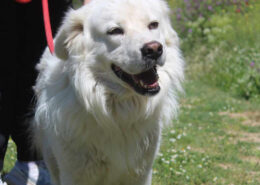 Dias Zorro Dogsavior Jun25 Beitragsbild
