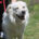 Dias Zorro Dogsavior Jun25 Beitragsbild