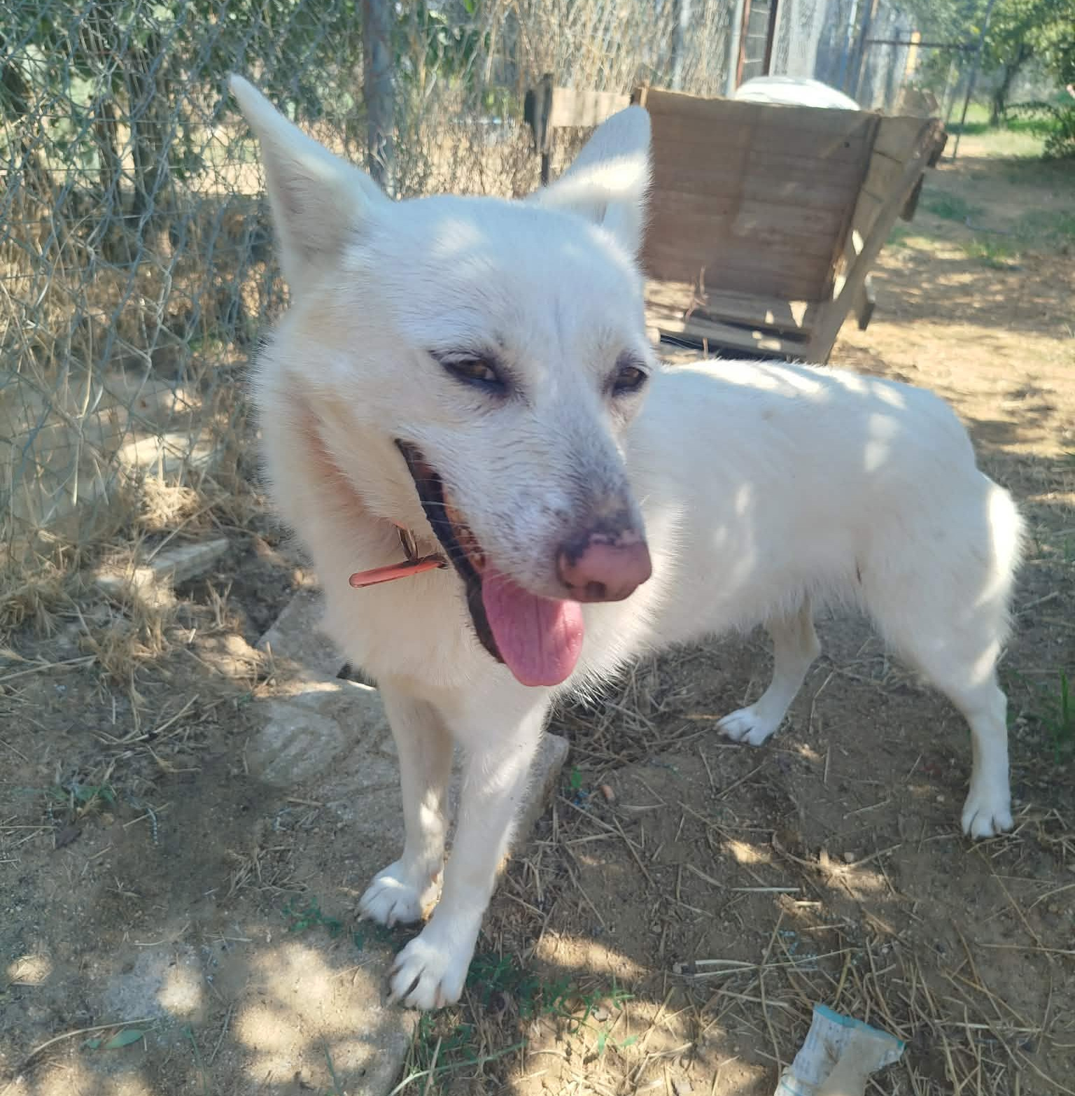 Ekavi Zorro Dogsavior Aug26 1