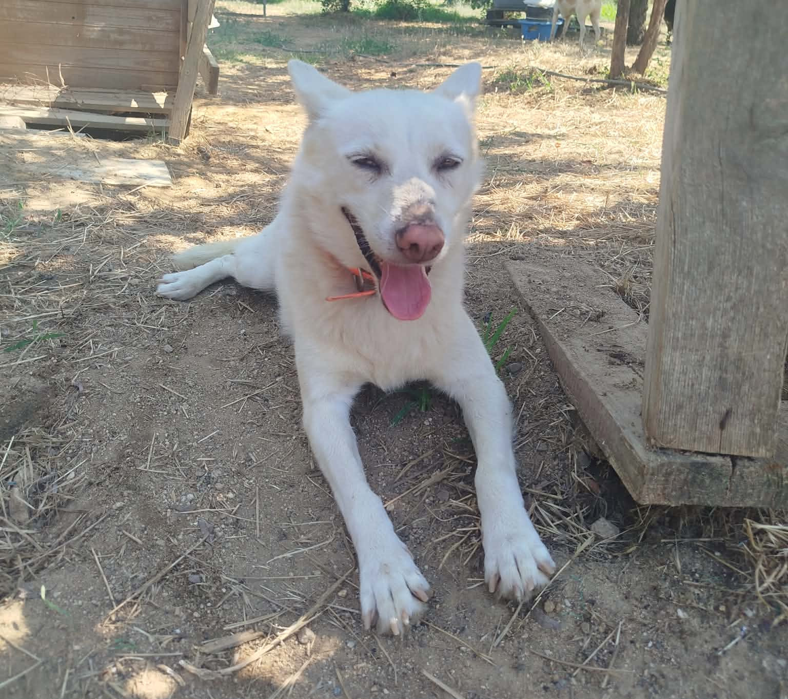 Ekavi Zorro Dogsavior Aug26 2
