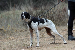 Evita Zorro Dogsavior Jun25 1