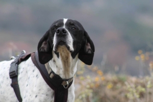 Evita Zorro Dogsavior Jun25 2