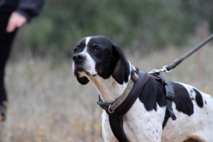 Evita Zorro Dogsavior Jun25 4