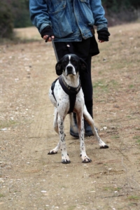 Evita Zorro Dogsavior Jun25 5