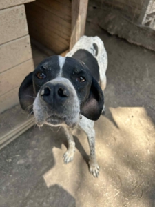 Evita Zorro Dogsavior Jun25 6