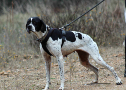 Evita Zorro Dogsavior Jun25 Beitragsbild