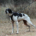 Evita Zorro Dogsavior Jun25 Beitragsbild