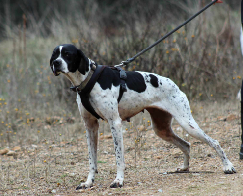 Evita Zorro Dogsavior Jun25 Beitragsbild