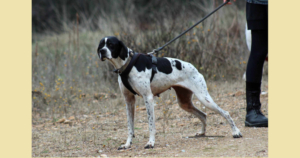 Evita Zorro Dogsavior Jun25 SocialMedia