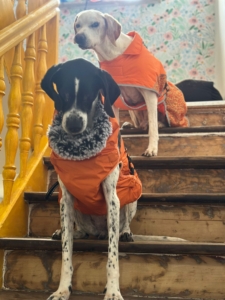 Evita Zorro Dogsavior Okt25 1