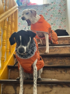 Evita Zorro Dogsavior Okt25 2