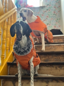 Evita Zorro Dogsavior Okt25 3