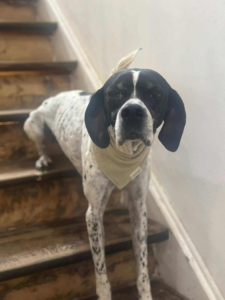 Evita Zorro Dogsavior Sep25 1