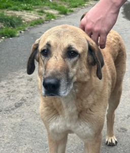 Glykeria Zorro Dogsavior Aug25 1