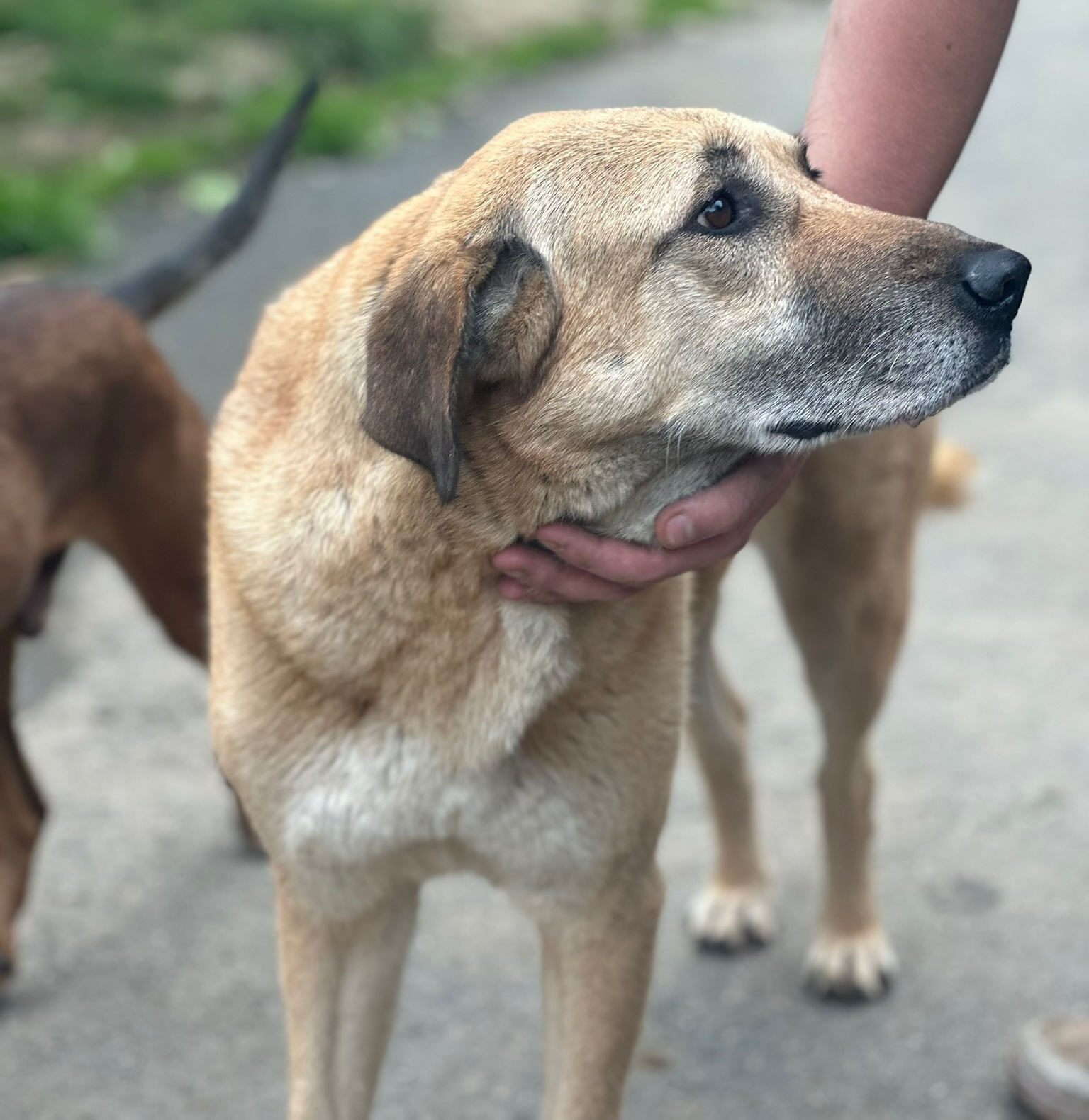 Glykeria Zorro Dogsavior Aug25 2