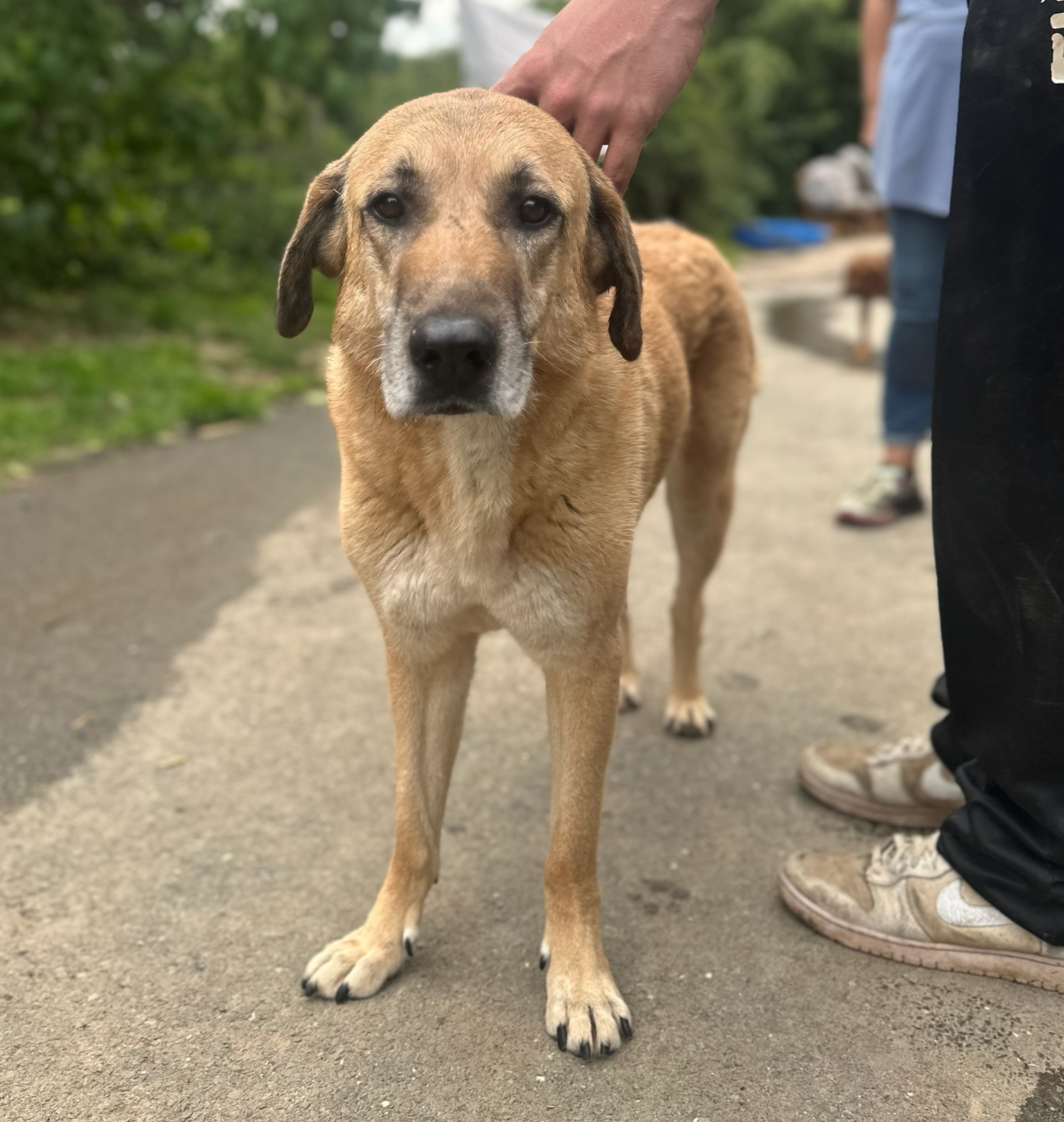Glykeria Zorro Dogsavior Aug25 3
