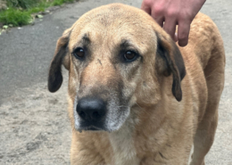 Glykeria Zorro Dogsavior Aug25 Beitragsbild