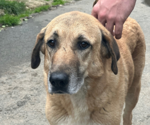Glykeria Zorro Dogsavior Aug25 Beitragsbild
