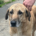 Glykeria Zorro Dogsavior Aug25 Beitragsbild