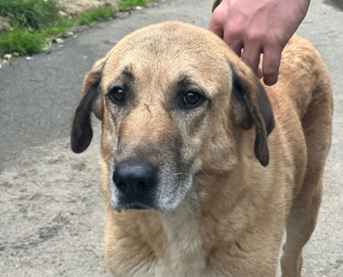 Glykeria Zorro Dogsavior Aug25 Beitragsbild