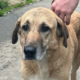 Glykeria Zorro Dogsavior Aug25 Beitragsbild