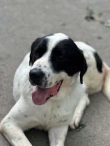 Gorilaki Zorro Dogsavior Aug25 2