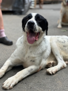 Gorilaki Zorro Dogsavior Aug25 5