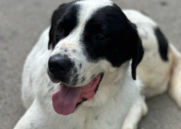 Gorilaki Zorro Dogsavior Aug25 Beitragsbild