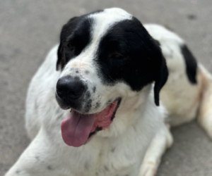 Gorilaki Zorro Dogsavior Aug25 Beitragsbild
