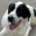 Gorilaki Zorro Dogsavior Aug25 Beitragsbild