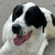 Gorilaki Zorro Dogsavior Aug25 Beitragsbild