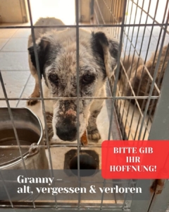 Granny Zorro Dogsavior 1