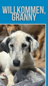 Granny Zorro Dogsavior 2