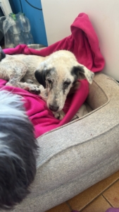 Granny Zorro Dogsavior 3