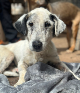 Granny Zorro Dogsavior Aug25 1