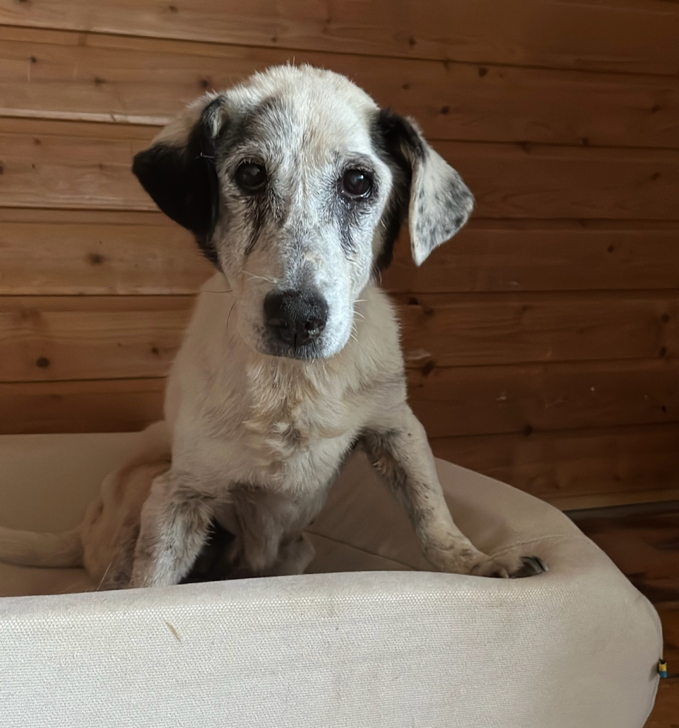 Granny: Ein alter Hund im Zorro-Hundehospiz