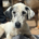 Granny Zorro Dogsavior Aug25 Beitragsbild
