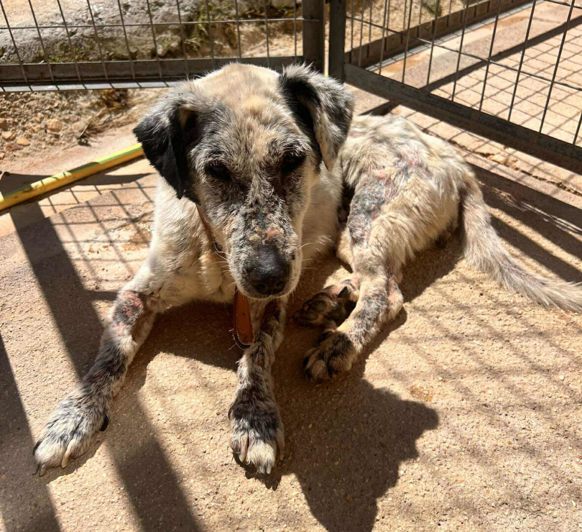 Granny Zorro Dogsavior Jul25 1