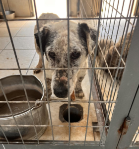 Granny Zorro Dogsavior Jul25 3