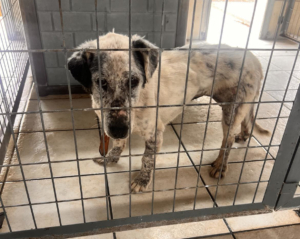 Granny Zorro Dogsavior Jul25 4