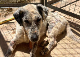 Granny Zorro Dogsavior Jul25 Beitragsbild